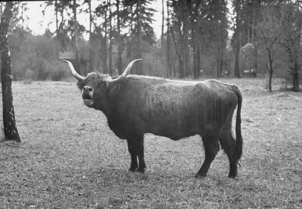 Бык Хека: Нацистские эксперименты по восстановлению диких коров. Что из этого вышло?