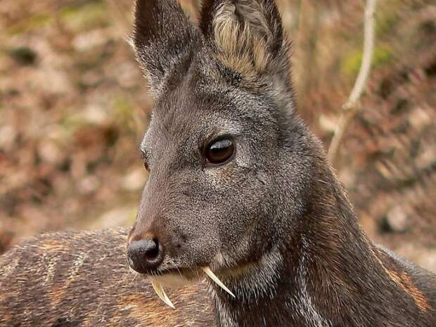 Редкий саблезубый олень-«вампир» попал в фотоловушку в Приморье