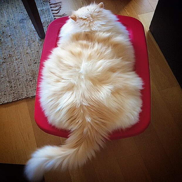 Невероятный кот, который утопает в собственной шерсти