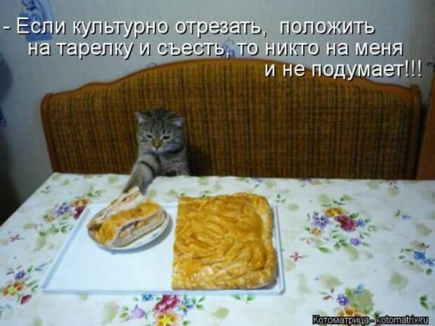 Котоматрицы(картинки с надписями)