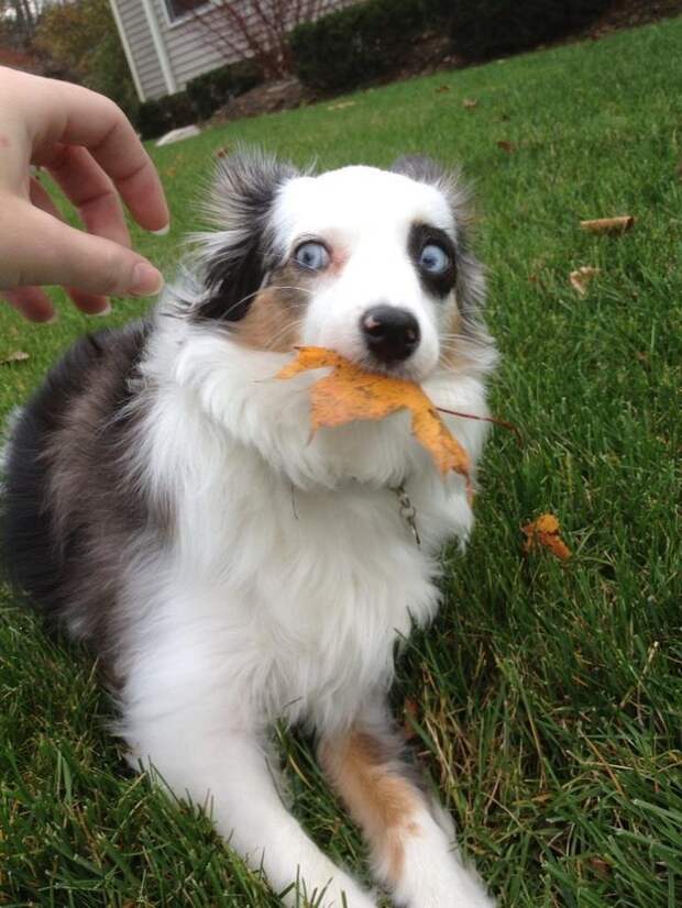 Когда эта собака отказалась отдать свой листок.