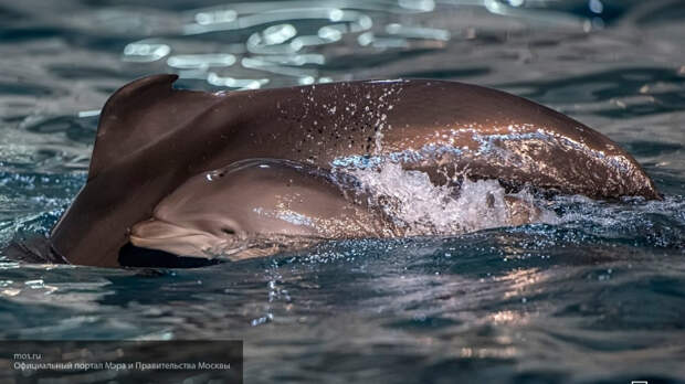 На спасение дельфинов в Черном море потратят 2,5 миллиона рублей