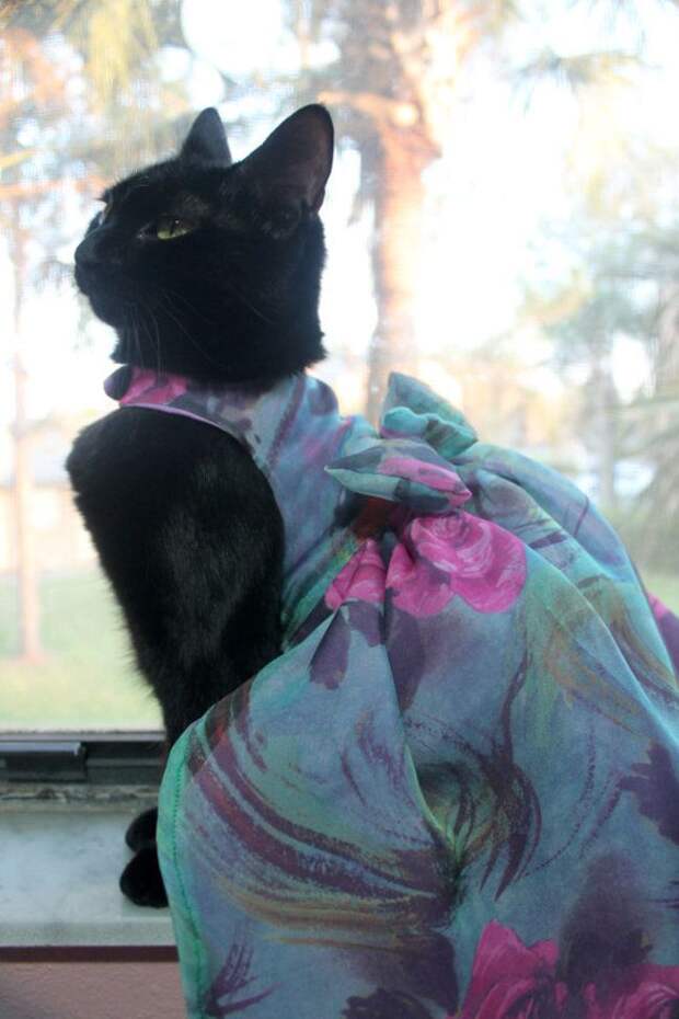 стильные кошки, кошки в модной одежде, модные коты