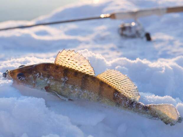 Lake Erie Ice Fishing: An Angler’s Guide