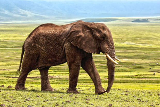 New Company Says It Will Be Bringing The Woolly Mammoth Back Within 6 Years