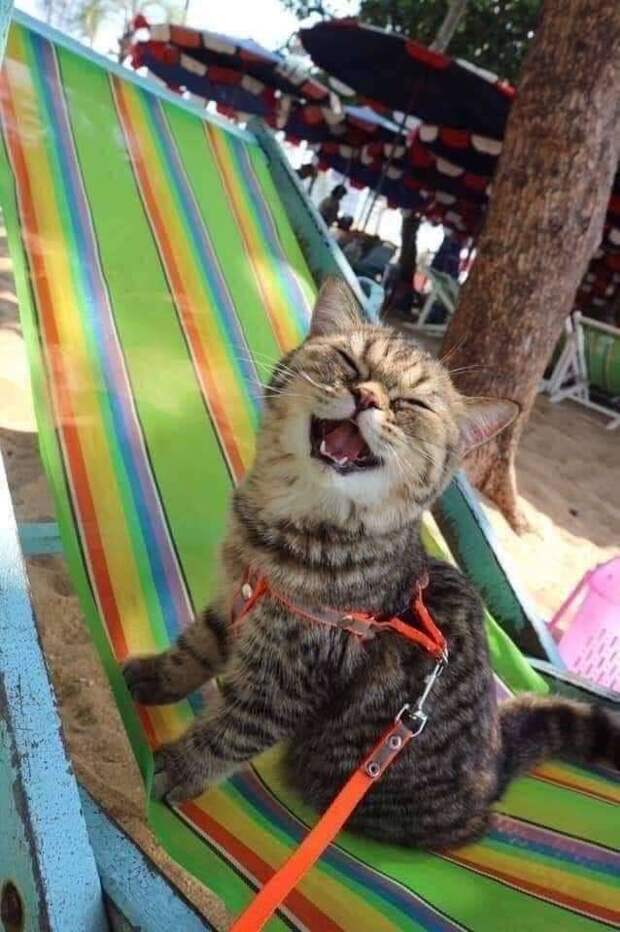 кошка на пляже