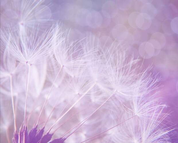 dandelion-923221_1280 alt