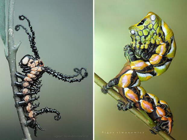 Необычные гусеницы в фотографиях Igor Siwanowicz