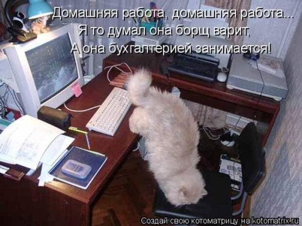 Лучшая котоматрица недели