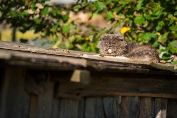 Очень колоритные уличные коты город, домашние животные, кот, кошка, эстетика