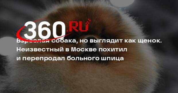 Москвич украл у девушки померанского шпица и продал неизвестной