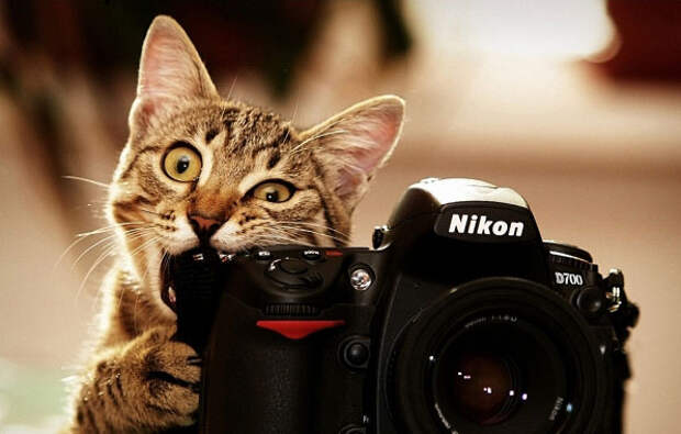 Кот, обои, фотоаппарат
