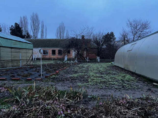 Крупа вместо навоза: чем я удобряю огород по снегу — соседи завидуют