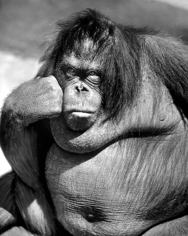 Самка орангутана в глубокой задумчивости в зоопарке Бронкса, около 1977 - коллекция изображений LIFE Весь Мир в объективе, ретро, фотографии