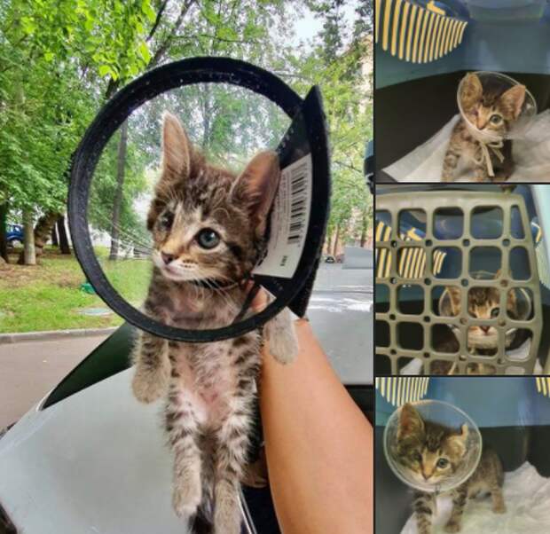 В районе Аэропорт ищут дом для чудом выжившего одноглазого котенка