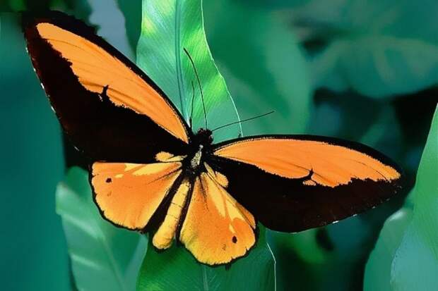 Самые большие бабочки в мире