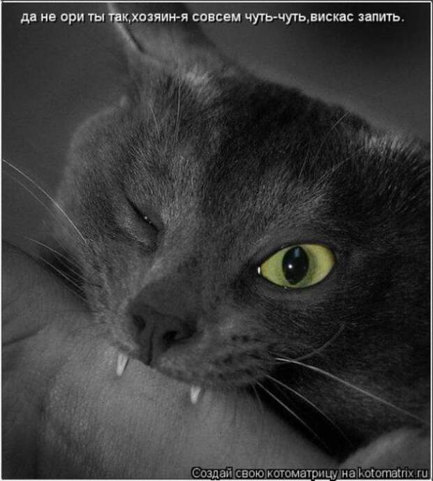 Котоматрицы (картинки с надписями)