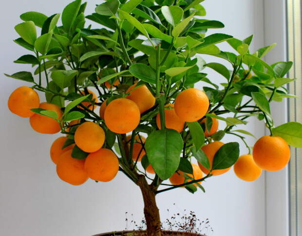 Как вырастить мандариновое дерево дома? Полезные советы