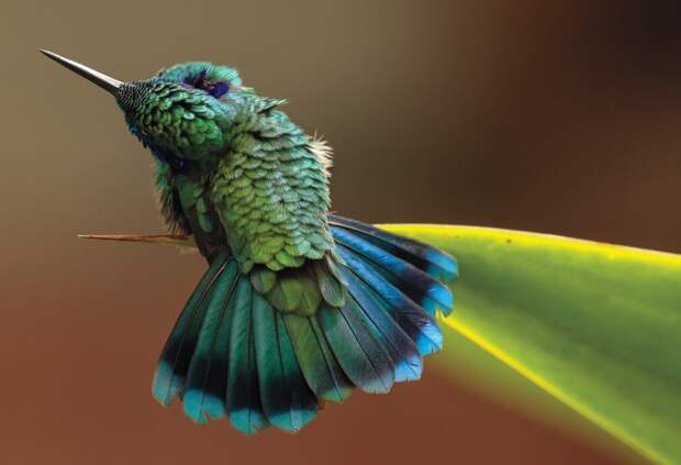 Победители орнитологического фотоконкурса Audubon Photography Awards 2016