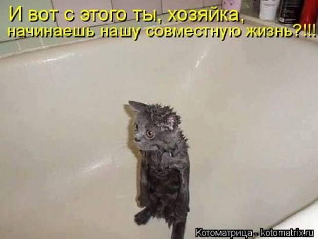 Свежая котоматрица для всех (33 фото)
