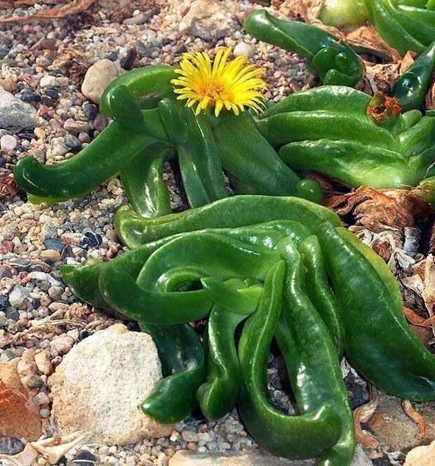 Glottiphyllum невероятное, растения, удивительное, факты, флора