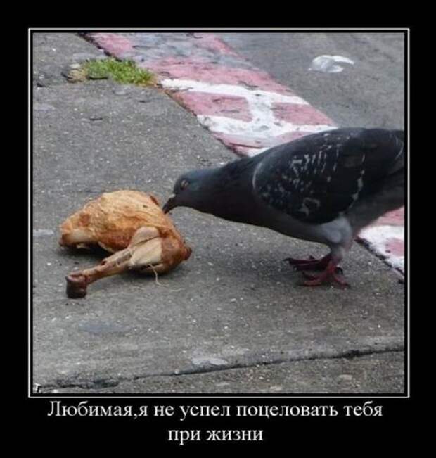 Свежие демотиваторы для хорошего настроения (11 фото) Свежие демотиваторы для хорошего настроения (11 фото)
