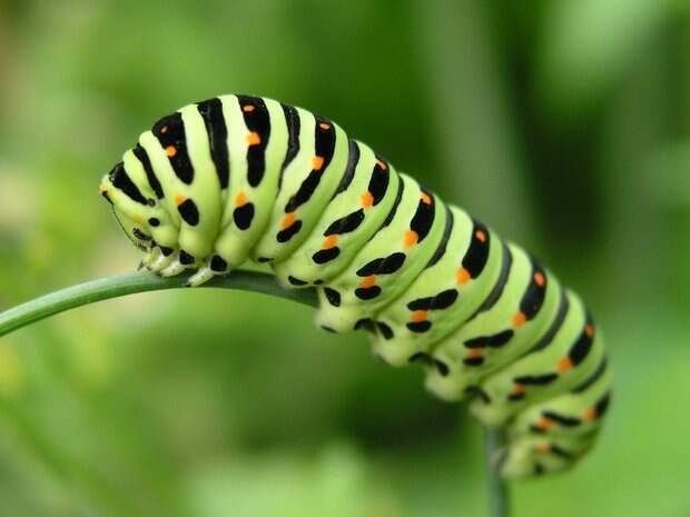 Существуют некоторые виды бабочек, которые вообще не едят. То есть не едят будучи бабочками. Они живут лишь за счет пищи, которая накопилась в них, когда они еще были гусеницами.