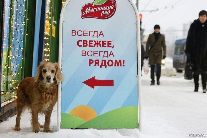 Хороший повар сам себя хвалит. Хороший повар сам себя хвалит.