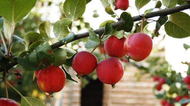 Топор в сторону: садовод из Подмосковья рассказал, как спасти яблони после снежной зимы