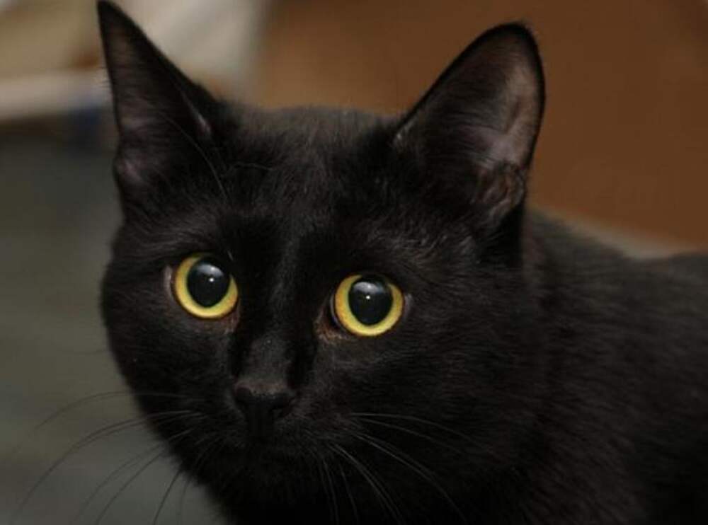 Порода черной кошки с желтыми глазами. Бомбейская кошка. Бомбейская кошка длинношерстная. Бомбейская кошка черная с желтыми глазами. Черная Бомбейская кошка с зелеными глазами.