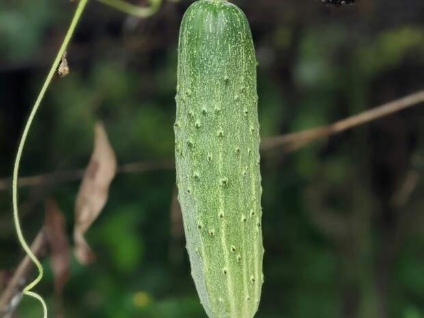 Почему огурцы колючие: объяснение для детей и советы родителям