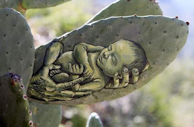 Палестинский художник пишет картины на кактусах кактус, художник