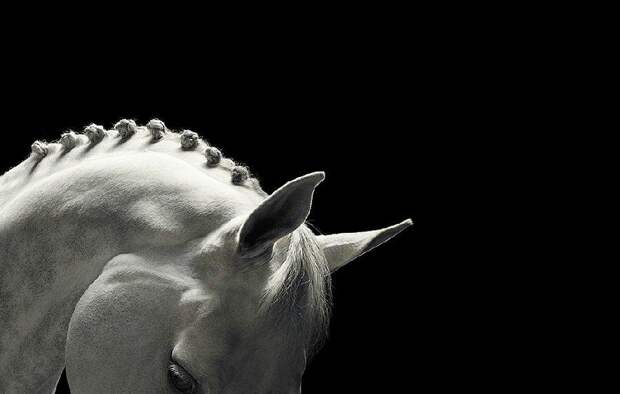 Грация прекрасных лошадей в фотопроекте Equus