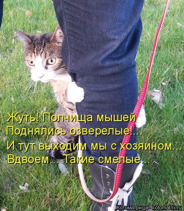 Котоматрицы(картинки с надписями)