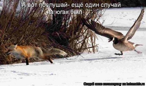 Новая котоматрица за неделю