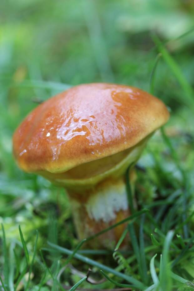 mushrooms05 Топ 10 грибов: Короли леса