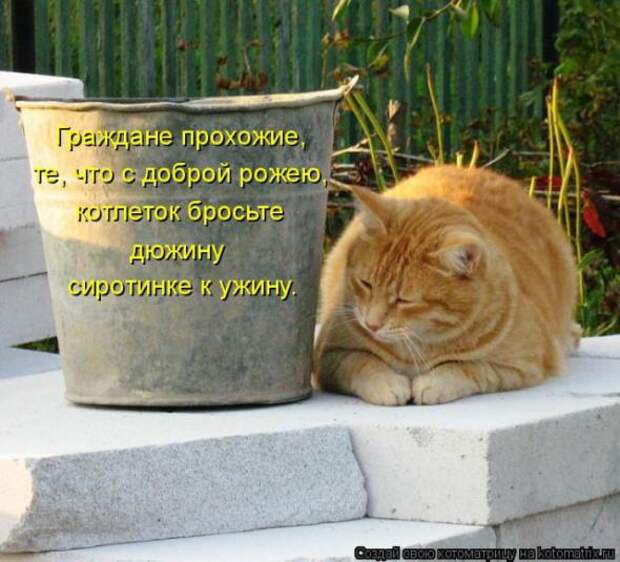 Котоматрицы (картинки с надписями)
