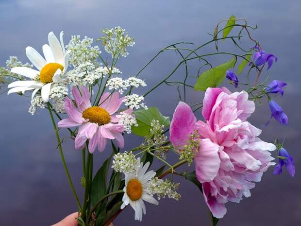 Пусть цветы расскажут вам о чувствах моих...:)