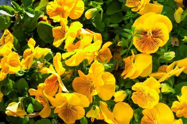 yellow viola tricolor flowers