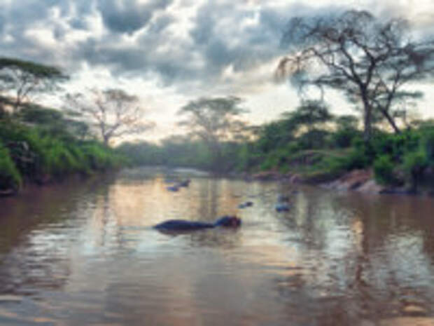 Клуб путешествий Павла Аксенова. Танзания. Morning landscape of African river and hippos family. Фото Yakov_Oskanov - Depositphotos