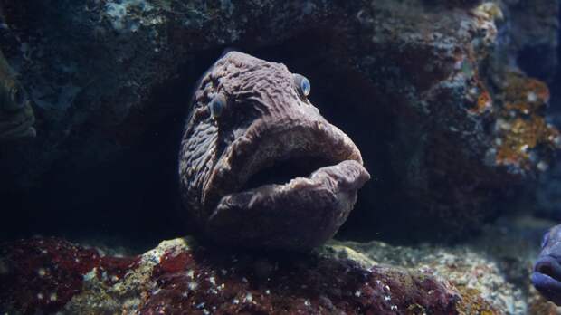 Wolffish sea wolf