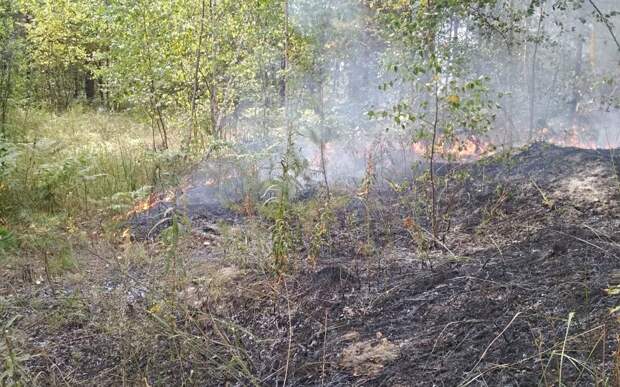 Рязанцам напомнили о штрафах за нарушение пожарной безопасности в лесу
