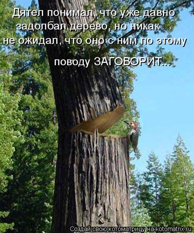 Котоматрица - Дятел понимал, что уже давно задолбал дерево, но никак не ожидал, что 