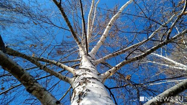 Через несколько дней на Урале потеплеет до +18 °
