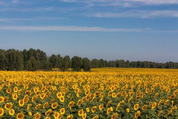 Красота (и пустота) русских полей аграрная культура, поле, россия, сельская местность, эстетика