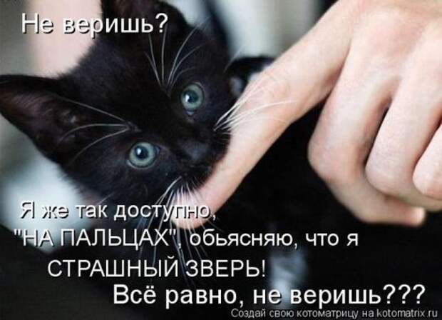 Лучшие котоматрицы недели