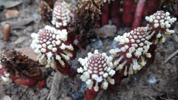 Живет без фотосинтеза: ученые раскрыли один из самых странных трюков эволюции