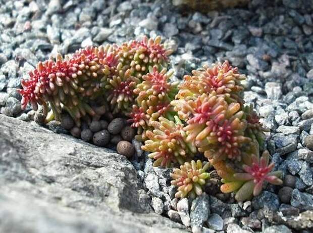 Sedum alba f.cristata