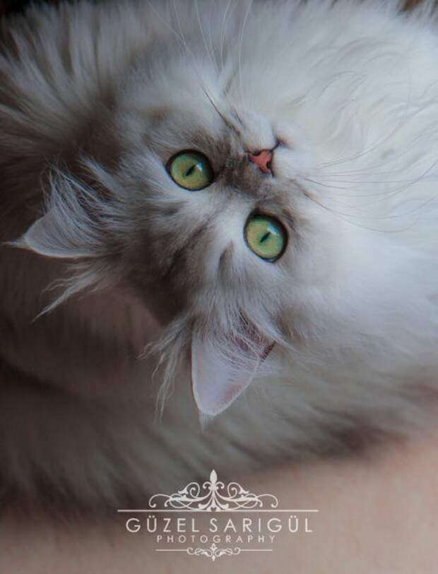 Кошатина+псятина позитивная, просто так полюбоваться Кошатина+псятина позитивная, просто так полюбоваться