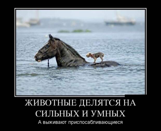 Веселые демотиваторы на выходные (11 фото) Веселые демотиваторы на выходные (11 фото)